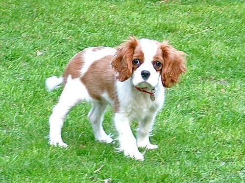 Spaniel Blenheim