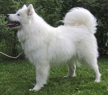 Samoyed