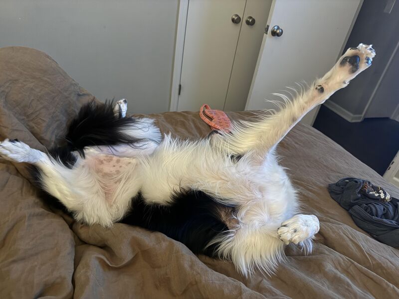 The headless border collie