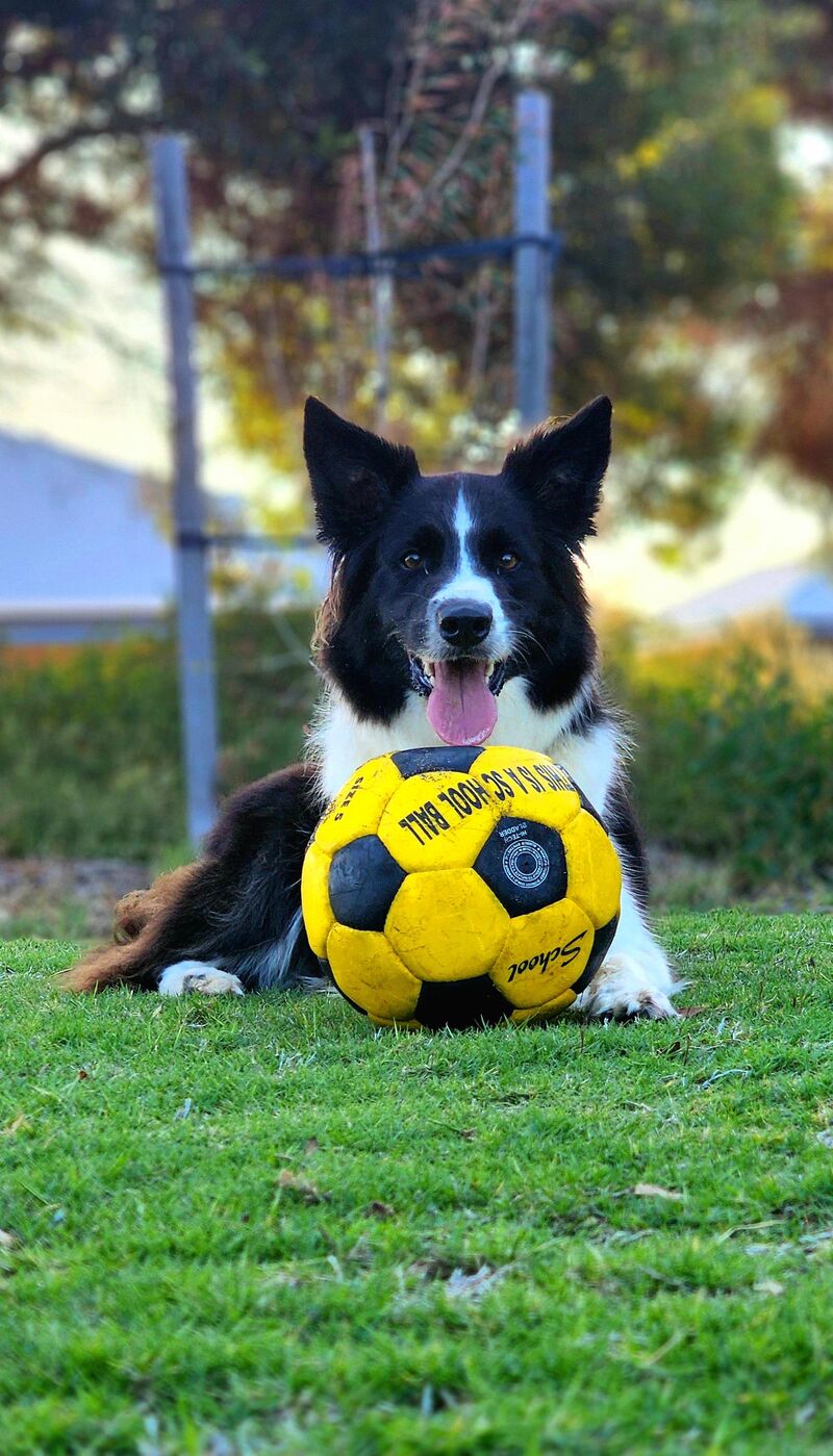 New ball = best day ever