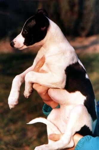 Whippet