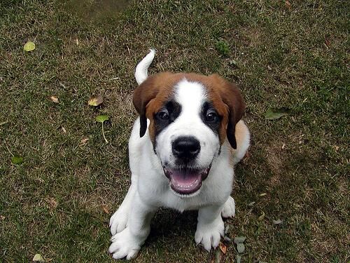 Stbernard