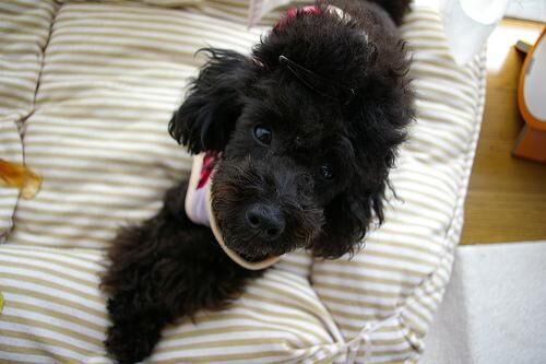 Poodle Toy