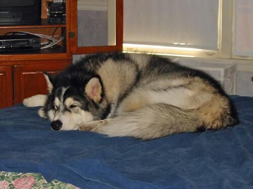 Malamute