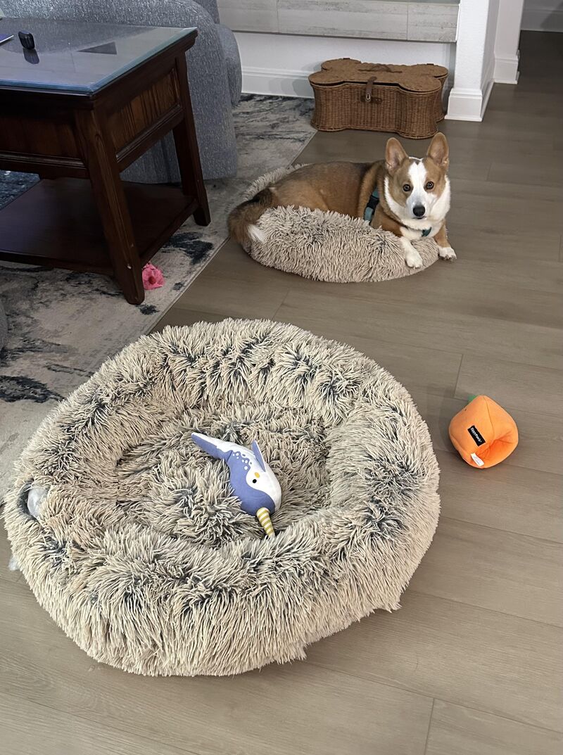 Got him a bigger bed since he grew but he refuses to use it and still uses his baby bed
