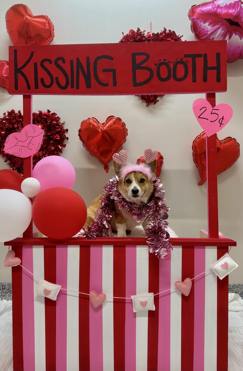 Get in line boys. Olly is earning some treat money.