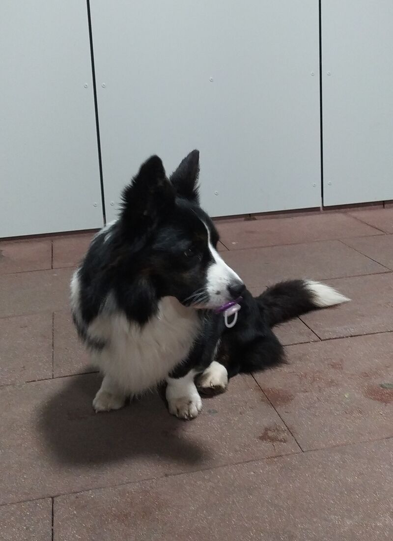 All mammals instinctively know how to use a pacifier!