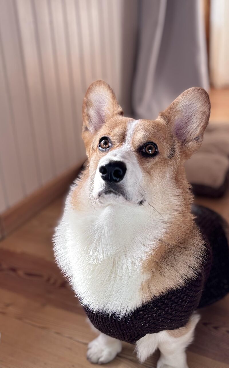 Is your pup as serious as this one? 😂