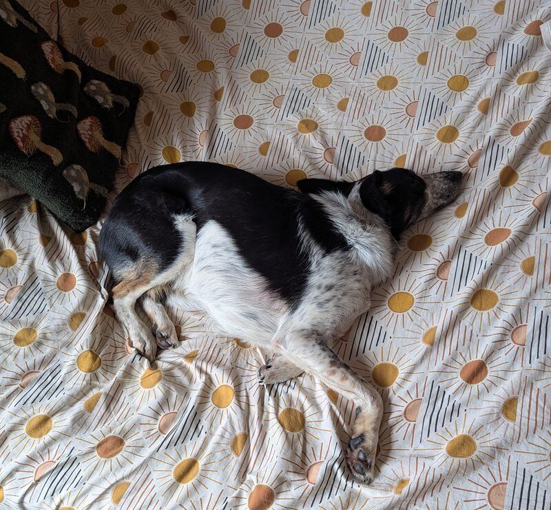 Weird collie sleep positions? I raise you this