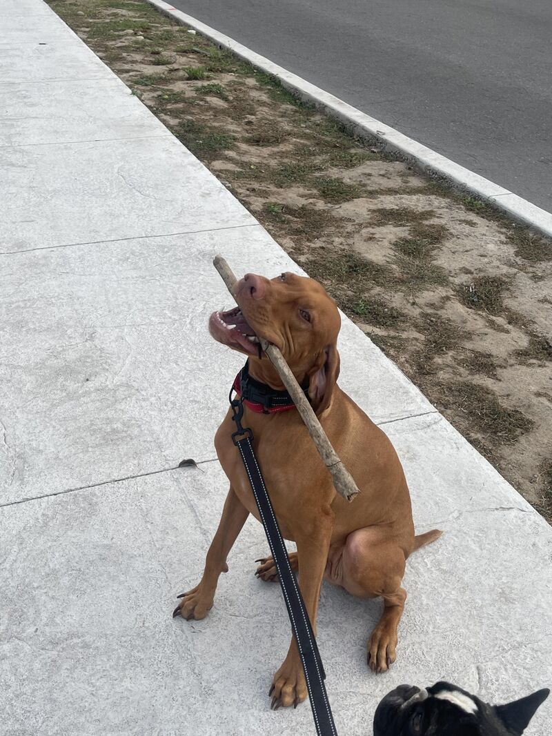 Chester would like to show you the stick he found