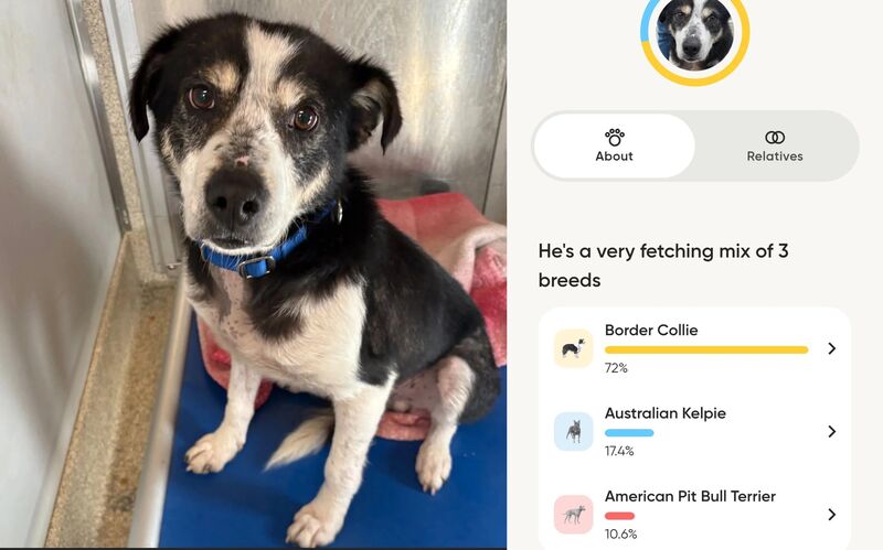 My shelter dog is actually majority border collie!