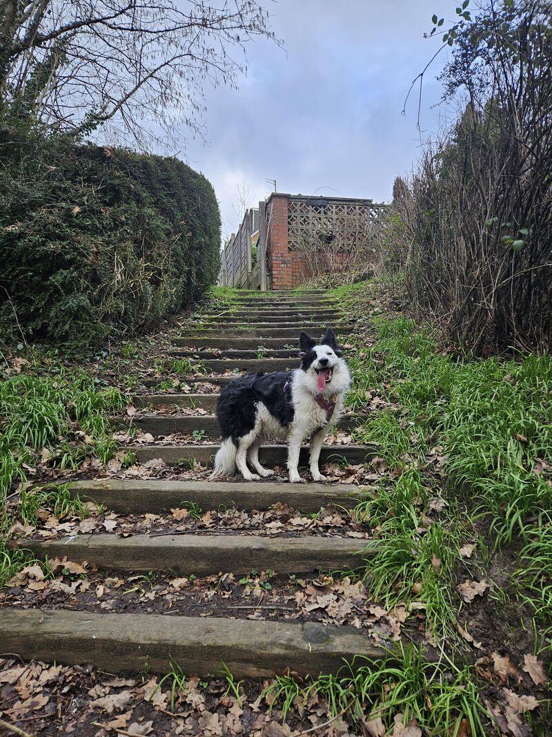 The Happiest Dog I've Ever Known