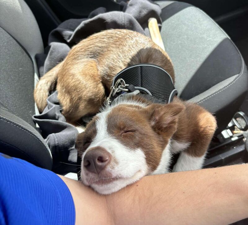 10 minutes after having the zoomies😄