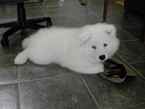 Samoyed