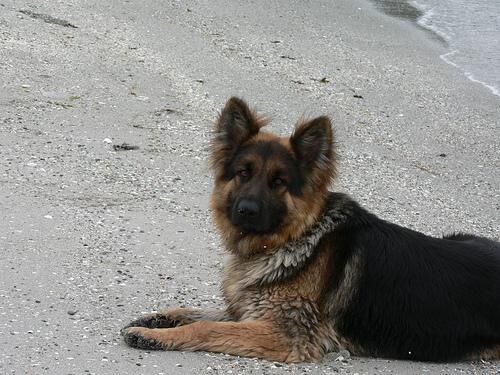German Shepherd