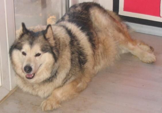 Malamute