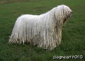 Komondor