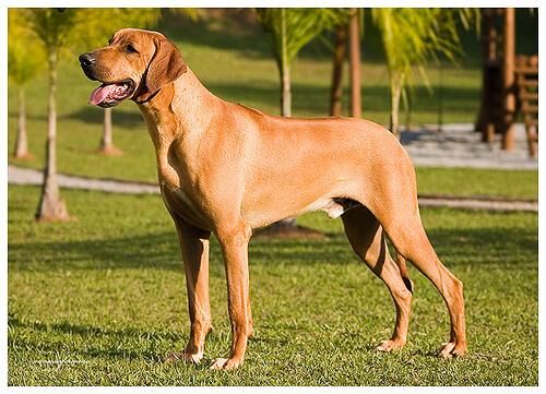 Ridgeback Rhodesian