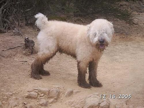 Terrier Wheaten