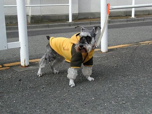 Schnauzer Miniature