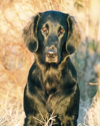 Retriever Flatcoated