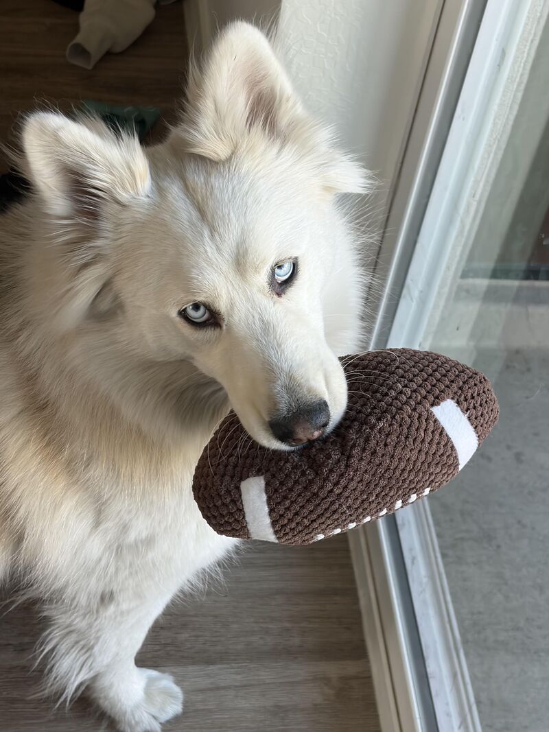Looking for escape proof dog crate recommendations for my Husky.