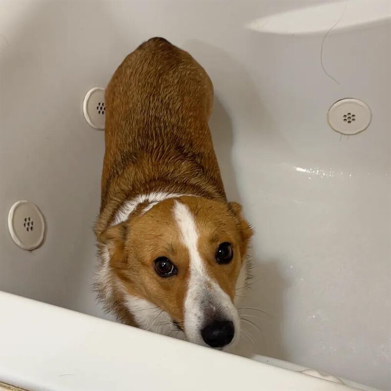 Bath time opinions from your corgi?