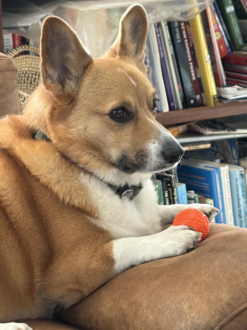 My corgi has his ball. He likes to hold on to it between his paws so he can bark. He’ll put it back in his mouth when he believes he’s done barking.