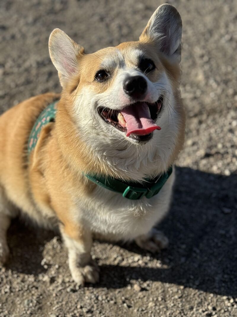 A Happy Boy
