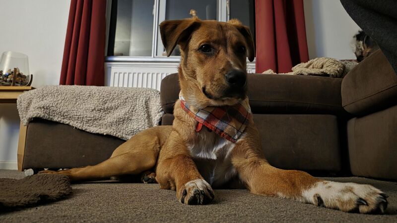 Chester is such a poser