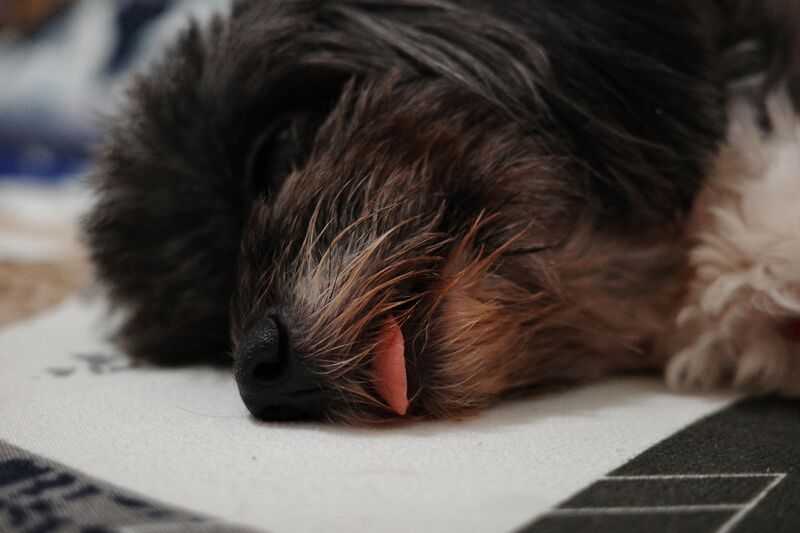 Thar cute little 👅