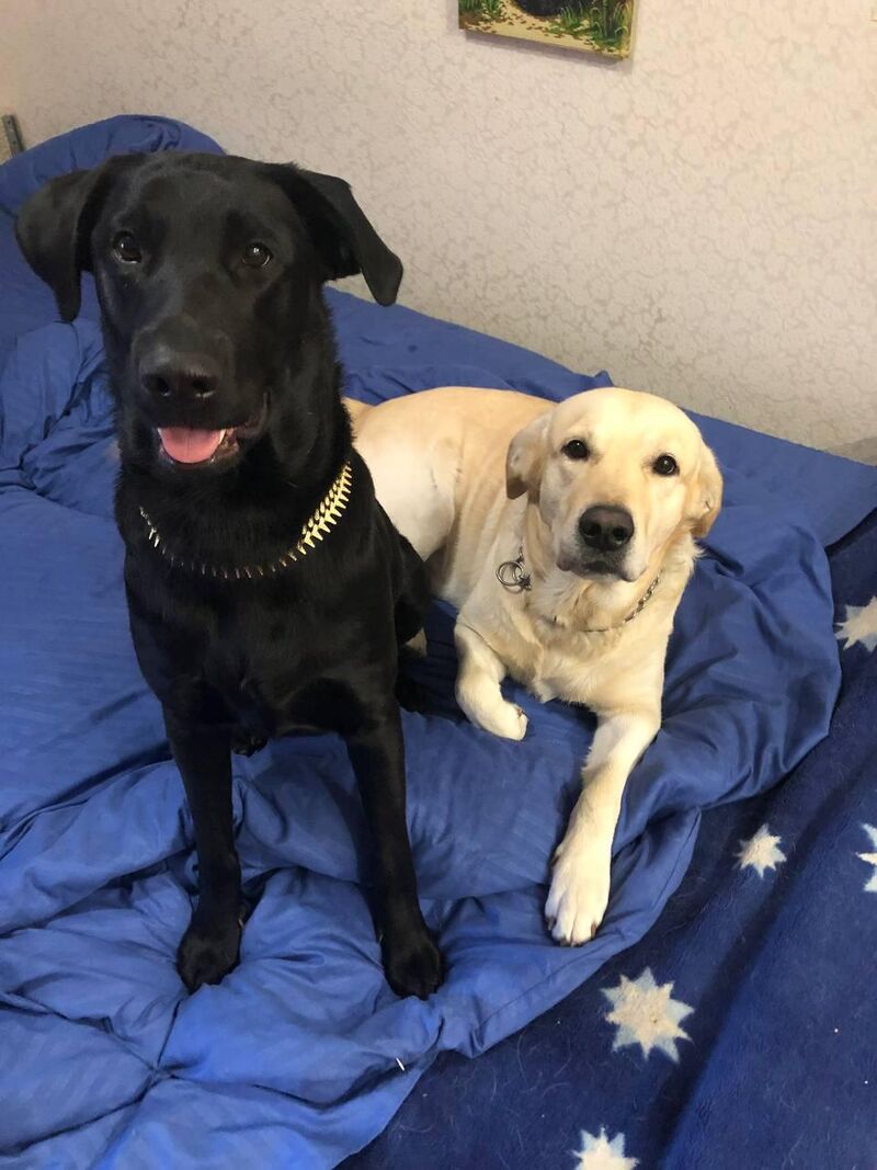 meet danny and bonny, they look like Yin and Yang