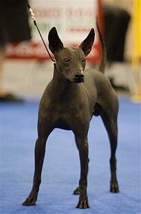 Mexicanhairless