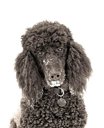 Poodle Standard