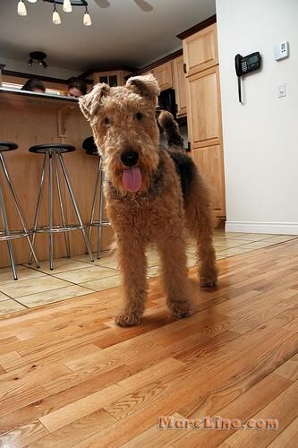 Airedale