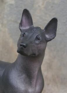 Mexicanhairless