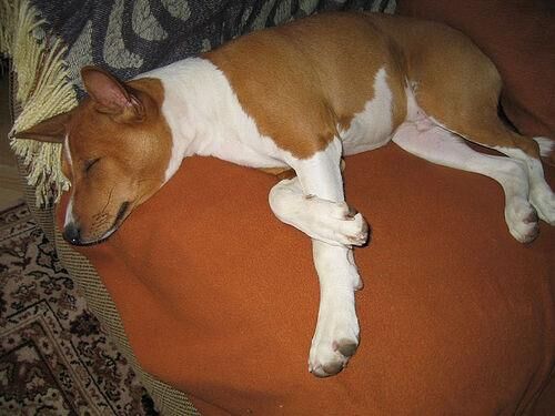 Basenji