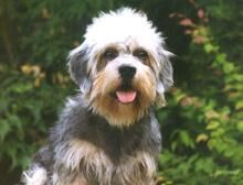 Terrier Dandie