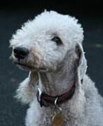 Terrier Bedlington