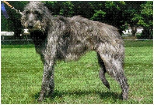 Deerhound Scottish