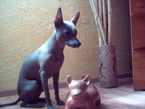 Mexicanhairless