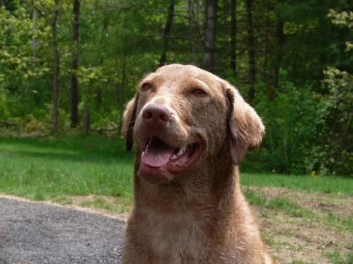 Retriever Chesapeake
