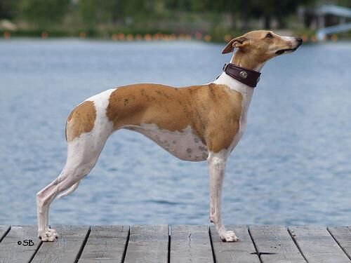 Whippet