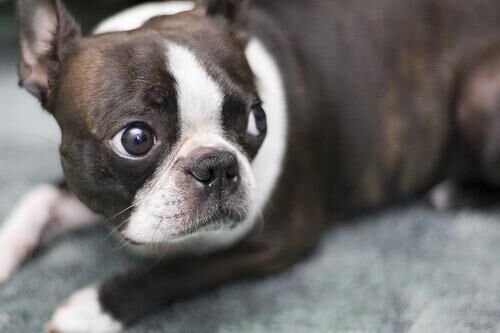 Bulldog Boston
