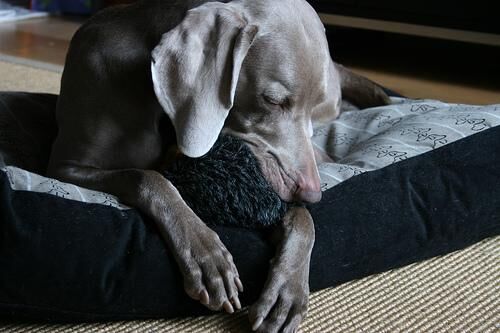 Weimaraner