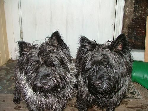 Terrier Cairn