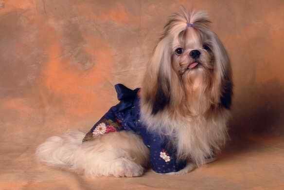 Shihtzu