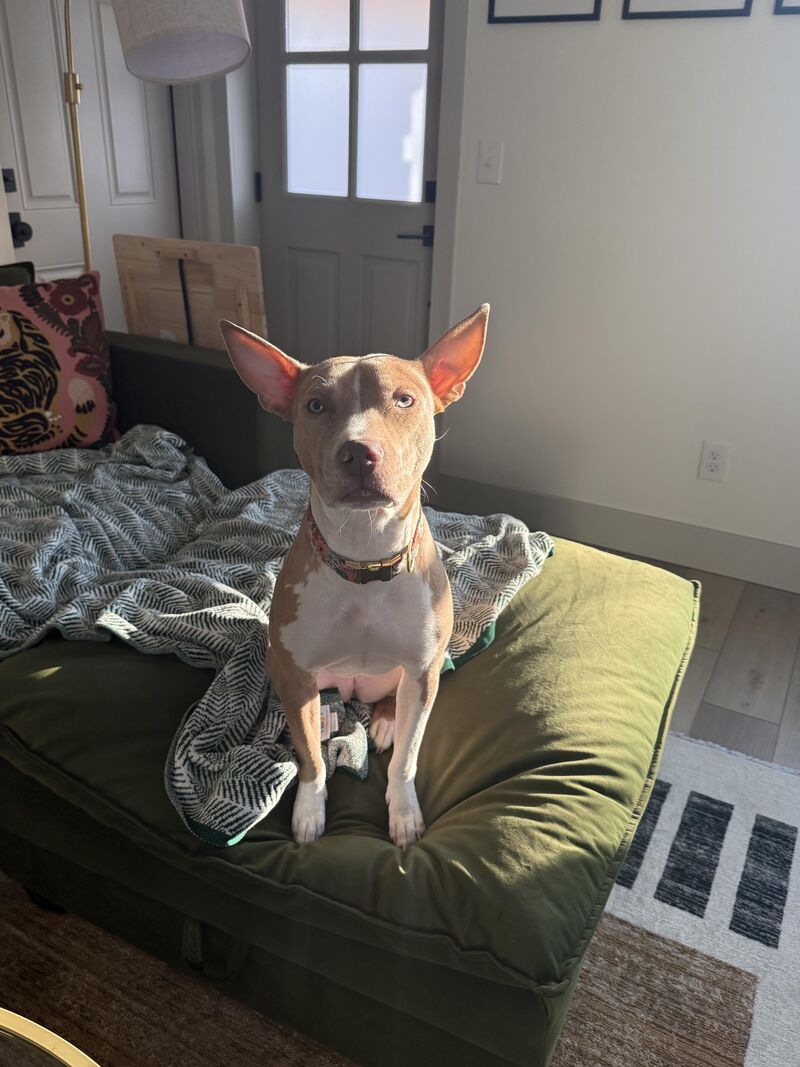 Show me your pitties who have large ears! Here’s my girl!