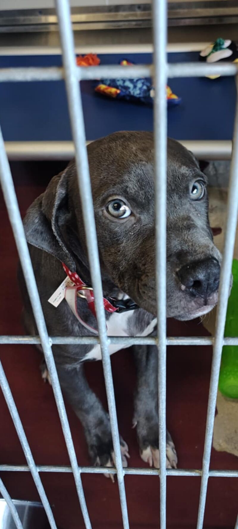 I pick her up tomorrow ;) 4 months old. The youngest one I've ever owned. Had to put my 15 year old girl to sleep a little over a month ago. Man I've had nothing but tears of joy 😂 Isn't she adorable her shelter name is Diamond 💎