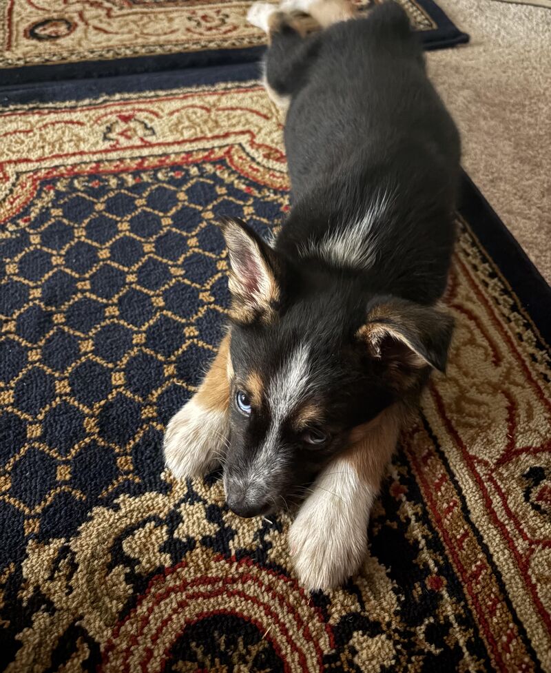 mabel, 8 week old ausky!